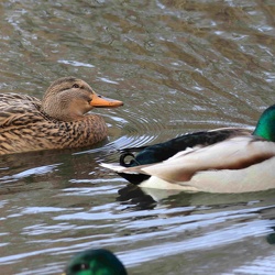 Vögel