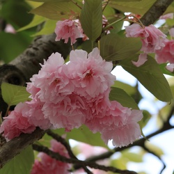 Kirschblüte